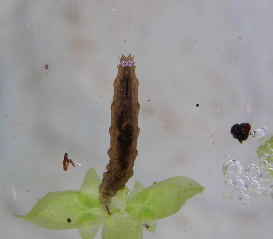 Larva di tipulidae